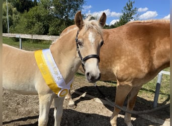 Haflinger, Hengst, Veulen (05/2026), Vos