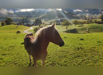 Haflinger, Hengst, veulen (05/2023), Vos