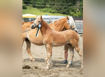 Haflinger, Hengst, veulen (05/2023), Vos