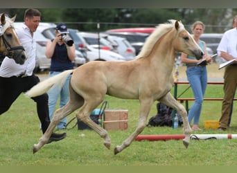 Haflinger, Hengst, Veulen (05/2025), Vos