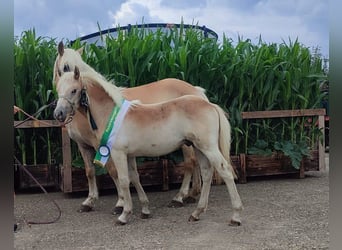 Haflinger, Hengst, Veulen (02/2025), Vos