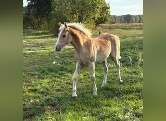 Haflinger, Hengst, Veulen (01/2026), Vos