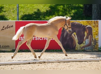 Haflinger, Hengst, Veulen (05/2025), Vos