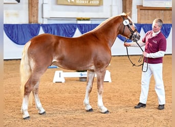 Haflinger, Hengst, 4 Jaar, 149 cm, Vos