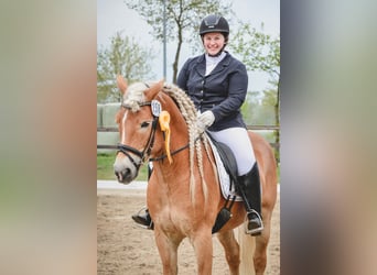 Haflinger, Hengst, 13 Jaar, 151 cm, Vos