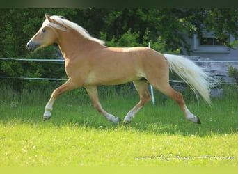 Haflinger, Hengst, 10 Jaar, 153 cm, Vos