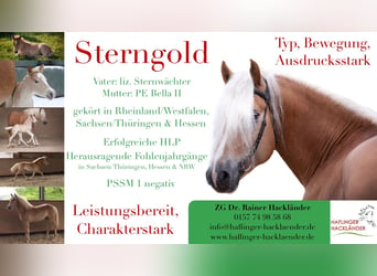 Haflinger, Hengst, 10 Jaar, 153 cm, Vos