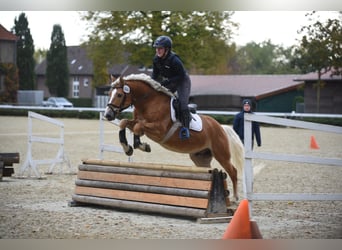 Haflinger, Hengst, 5 Jaar, 153 cm, Vos