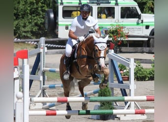 Haflinger, Hingst, 14 år, 151 cm, fux