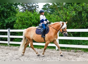 Haflinger, Hingst, 15 år, 150 cm, fux
