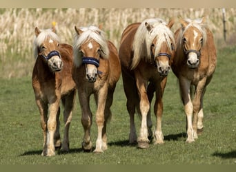 Haflinger, Hingst, 1 år, 148 cm, fux