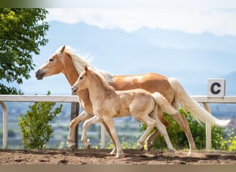 Haflinger, Hingst, 1 år, 152 cm