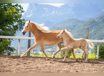 Haflinger, Hingst, 1 år, 152 cm