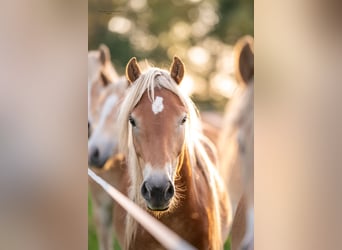 Haflinger, Hingst, 2 år, 145 cm, Fux