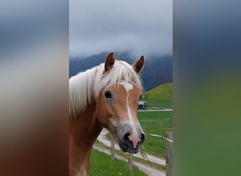 Haflinger, Hingst, 2 år, 148 cm