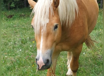 Haflinger, Hingst, 2 år, 148 cm