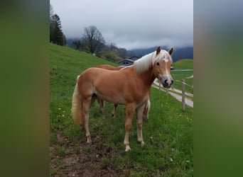 Haflinger, Hingst, 2 år, 148 cm