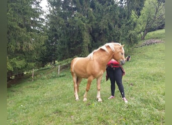 Haflinger, Hingst, 2 år, 148 cm