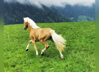 Haflinger, Hingst, 2 år, 148 cm