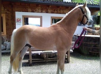 Haflinger, Hengst, 2 Jahre, 148 cm, Fuchs