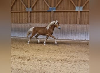 Haflinger, Hingst, 2 år, 148 cm, fux