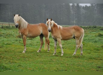 Haflinger, Hengst, 2 Jahre, 151 cm, Fuchs