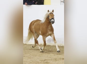 Haflinger, Hingst, 3 år, 150 cm