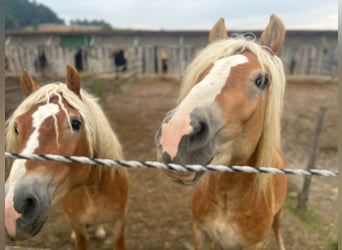 Haflinger, Hingst, 3 år, 155 cm, fux