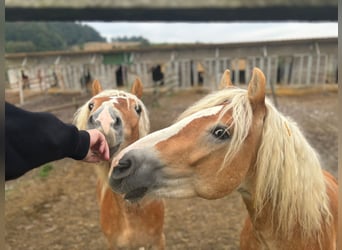 Haflinger, Hengst, 3 Jahre, 155 cm, Fuchs