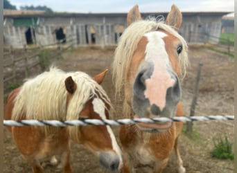 Haflinger, Hingst, 3 år, 155 cm, fux