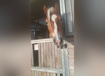 Haflinger, Hengst, 3 Jahre, 155 cm, Fuchs