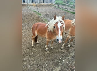 Haflinger, Hengst, 3 Jahre, 155 cm, Fuchs