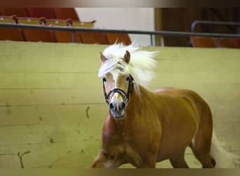 Haflinger, Hingst, 3 år, 156 cm, fux