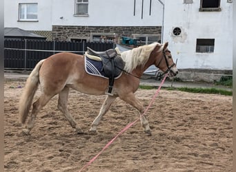 Haflinger, Hengst, 4 Jahre, Fuchs