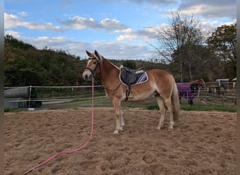 Haflinger, Hengst, 4 Jahre, Fuchs