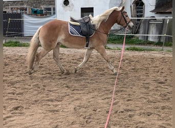 Haflinger, Hengst, 4 Jahre, Fuchs