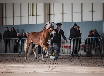 Haflinger, Hingst, 5 år, 150 cm, Palomino