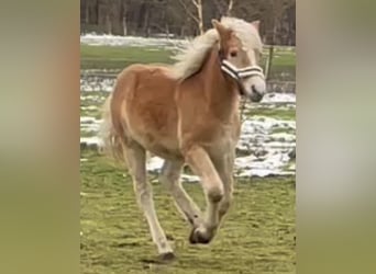 Haflinger, Hingst, Föl (04/2023), 150 cm, fux