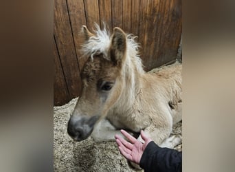 Haflinger, Hingst, Föl (02/2024), 150 cm, fux