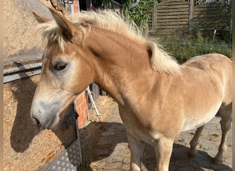 Haflinger, Hingst, Föl (04/2024), 152 cm, fux