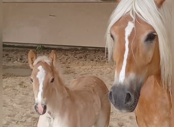 Haflinger, Hingst, Föl (04/2024), 153 cm, fux