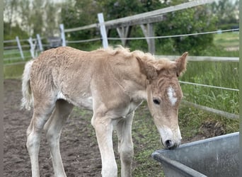 Haflinger, Hingst, Föl (04/2024), 154 cm