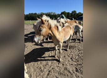 Haflinger, Hingst, Föl (01/2024), 155 cm, Ljusbrun