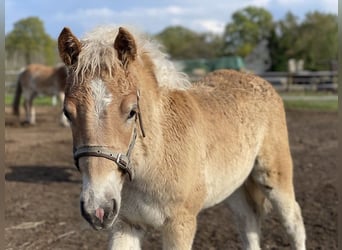 Haflinger, Hingst, Föl (01/2024), 155 cm, Ljusbrun