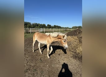 Haflinger, Hingst, Föl (01/2024), 155 cm, Ljusbrun