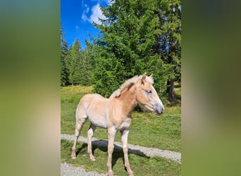 Haflinger, Hingst, Föl (04/2023)
