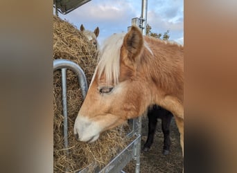 Haflinger, Hingst, Föl (03/2023)