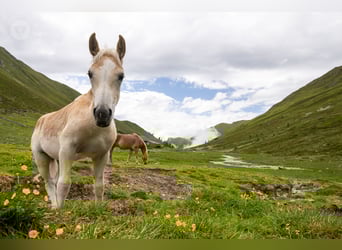 Haflinger, Hingst, Föl (03/2023)