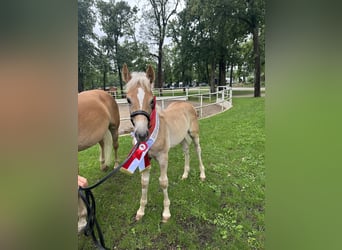 Haflinger, Hingst, Föl (05/2023), fux