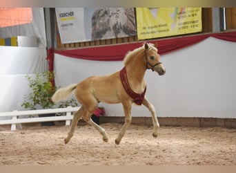 Haflinger, Hingst, Föl (04/2023), fux